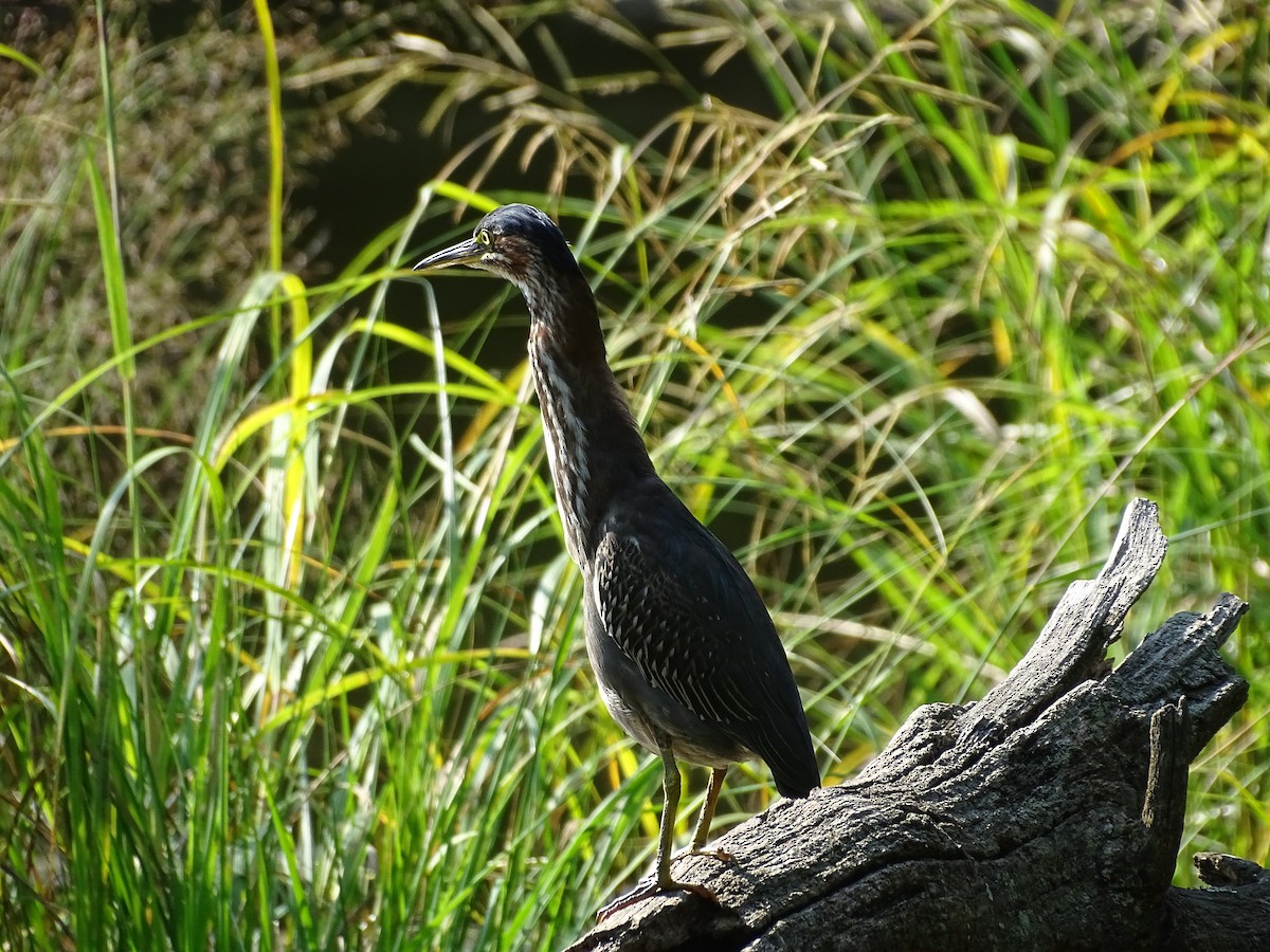 Green Heron - ML485267241