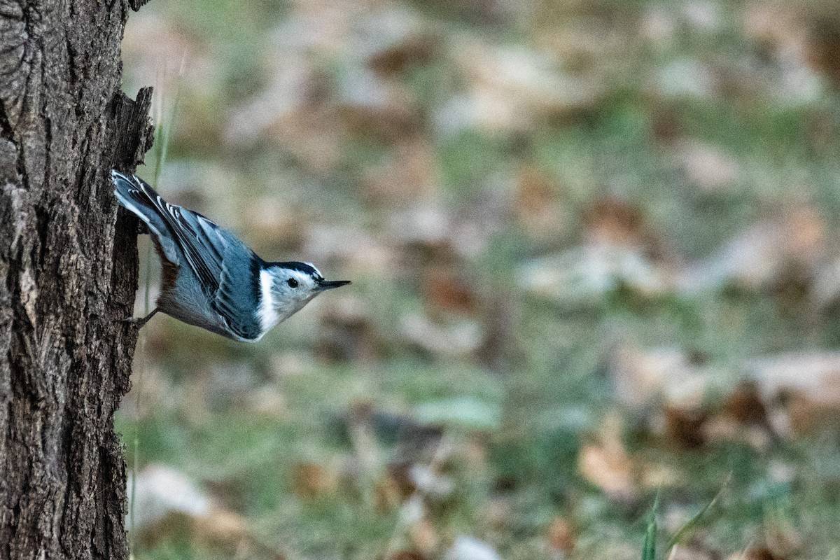 White-breasted Nuthatch - ML485267311