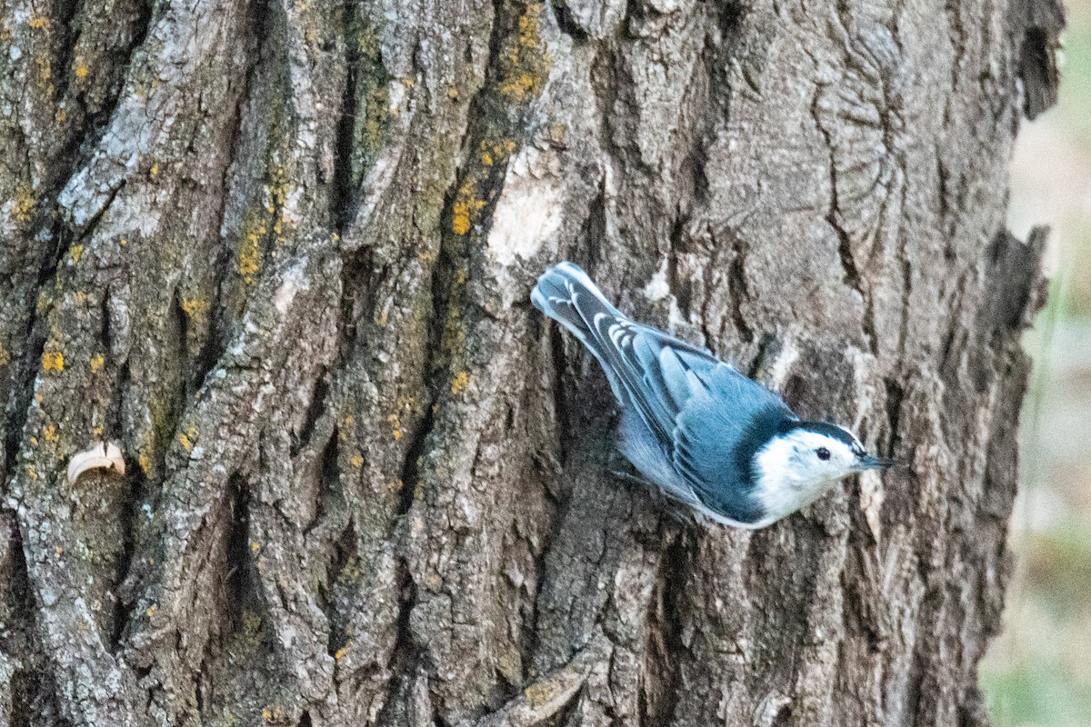 White-breasted Nuthatch - ML485267321