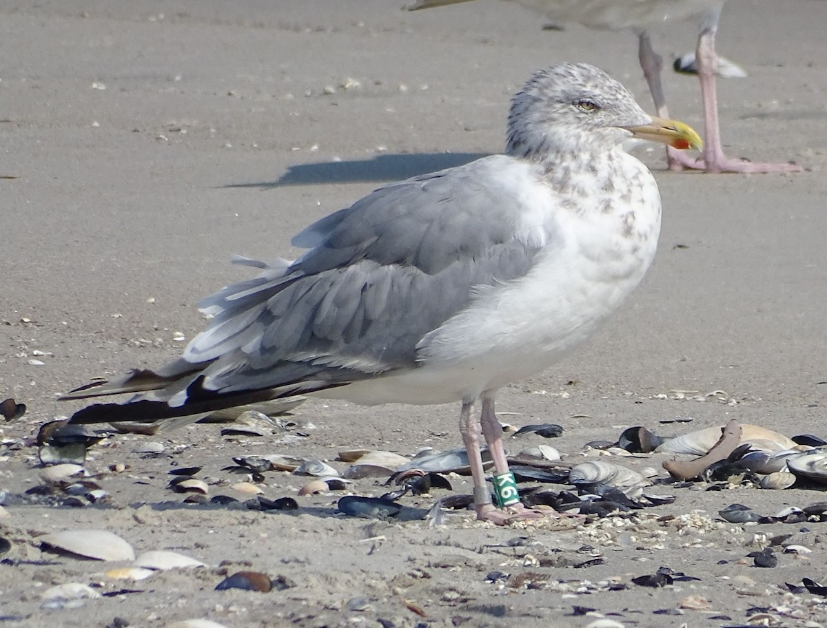 Herring Gull - ML485268281