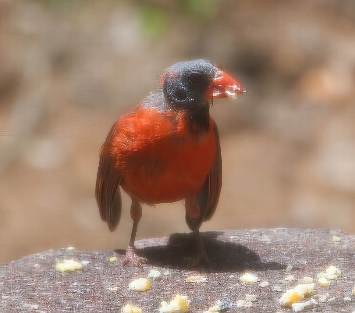 Cardinal rouge - ML485269231