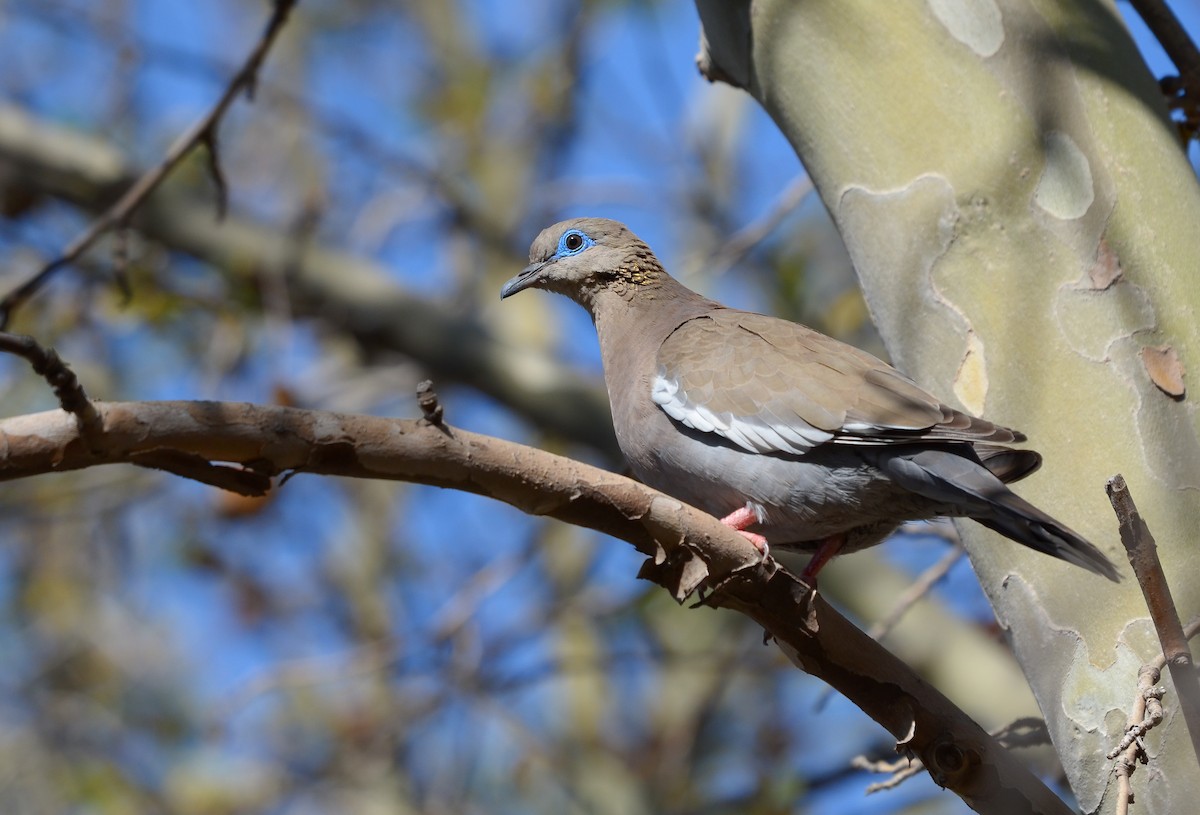 West Peruvian Dove - ML485269651