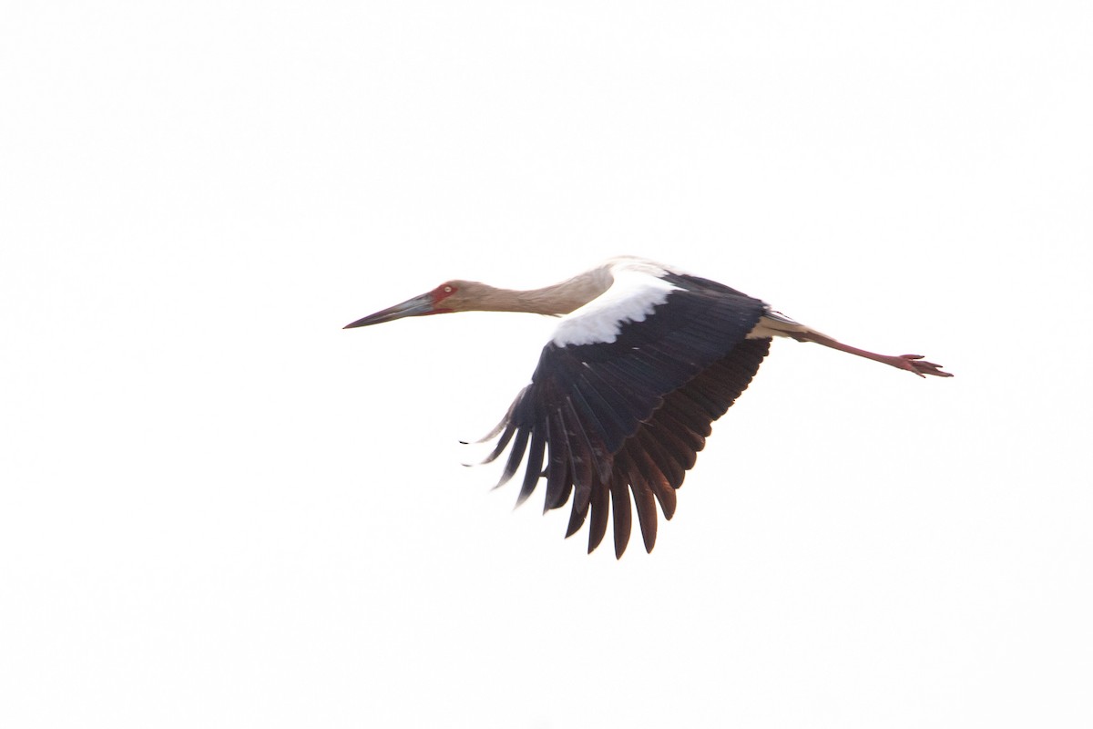 Maguari Stork - ML485269711