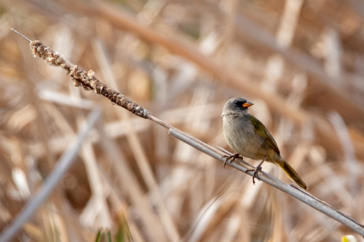 Great Pampa-Finch - ML485269911