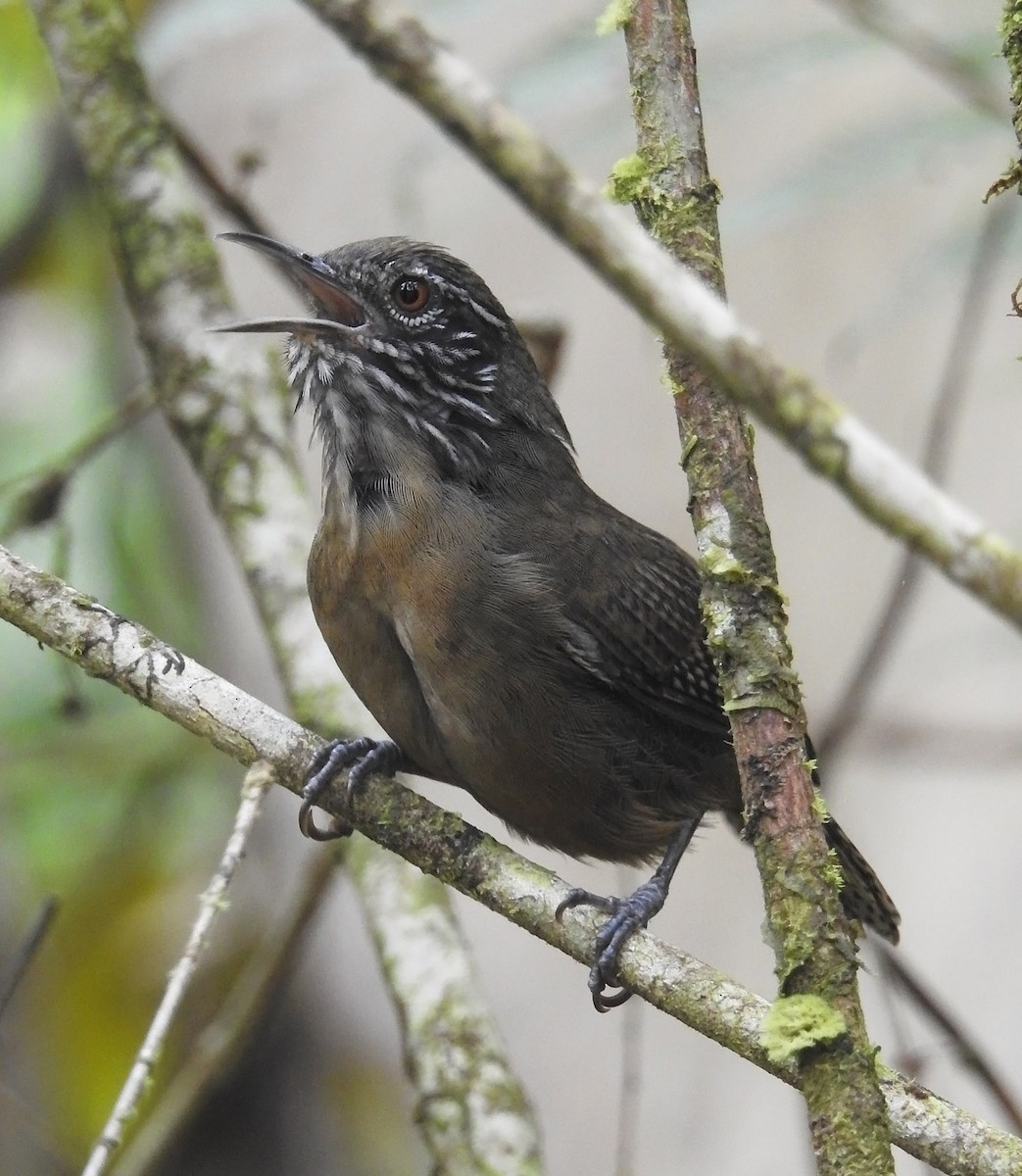 Stripe-throated Wren - ML485269971