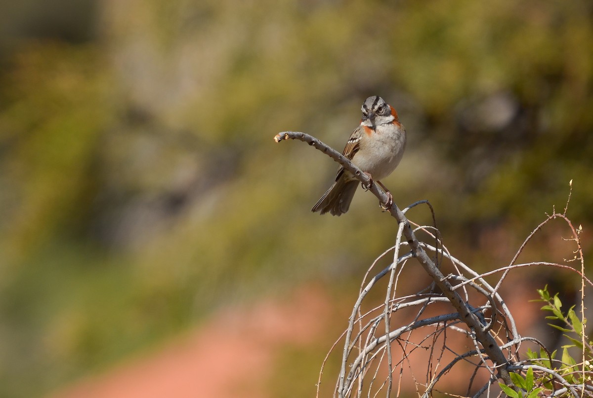 Rufous-collared Sparrow - ML485270201