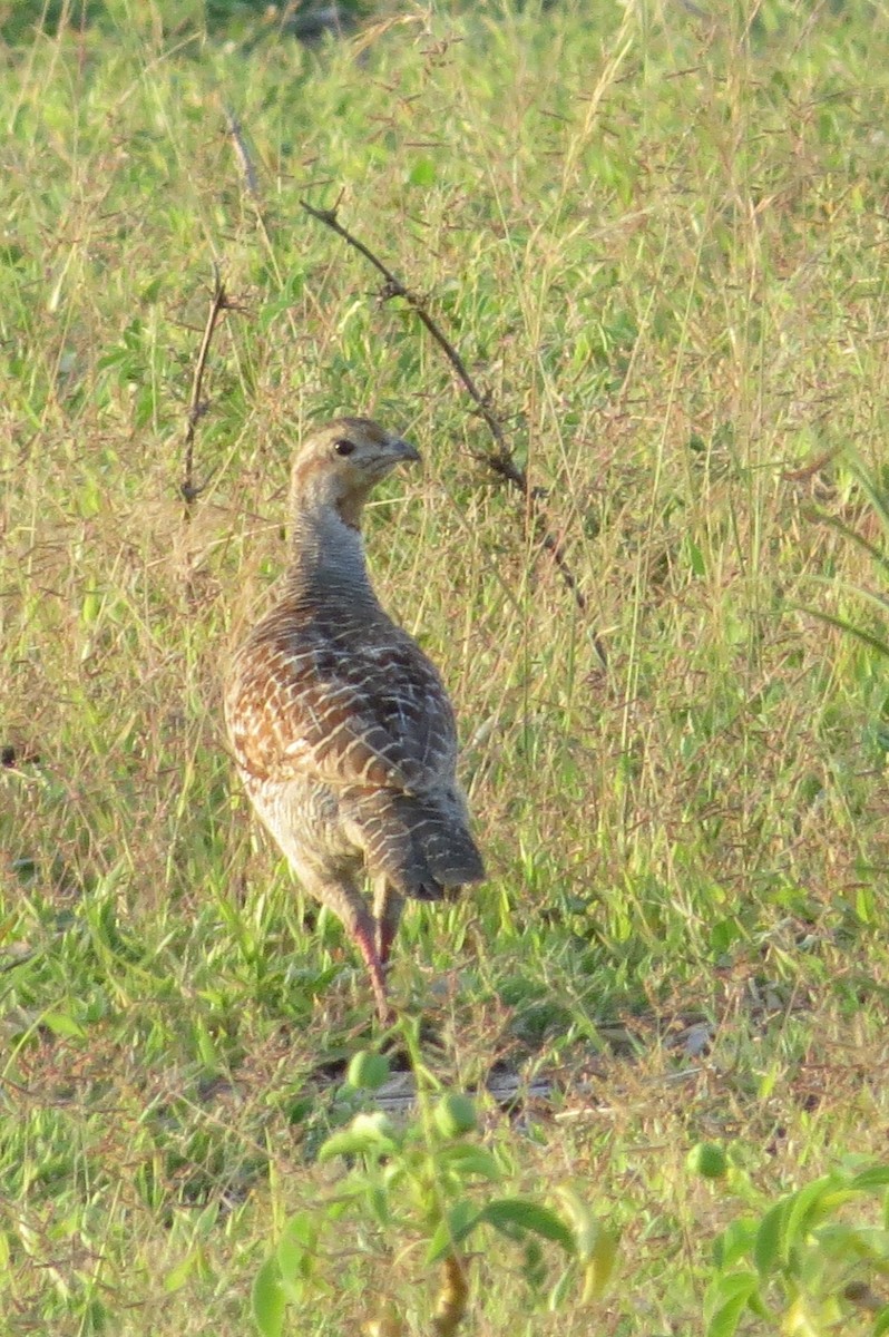 Gray Francolin - ML485270211