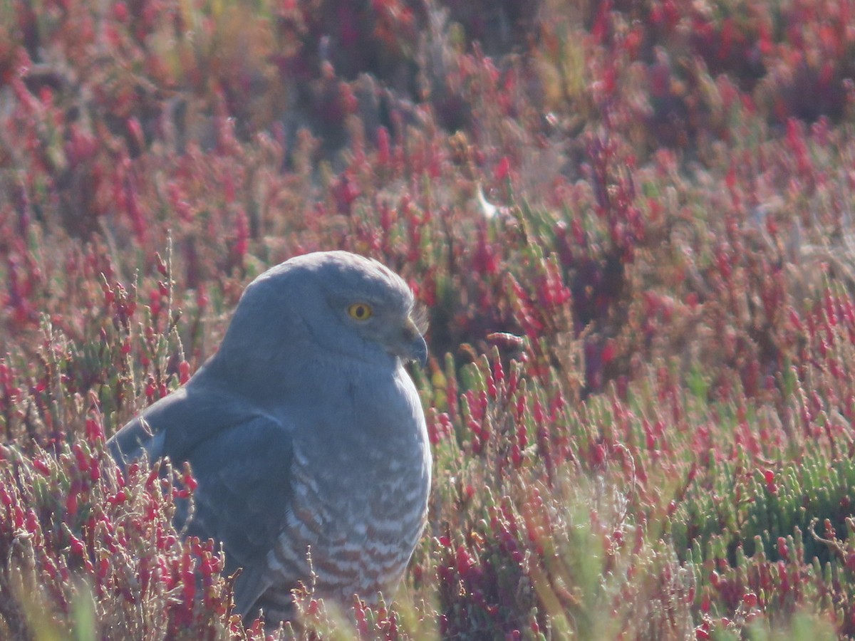 Cinereous Harrier - ML485270791