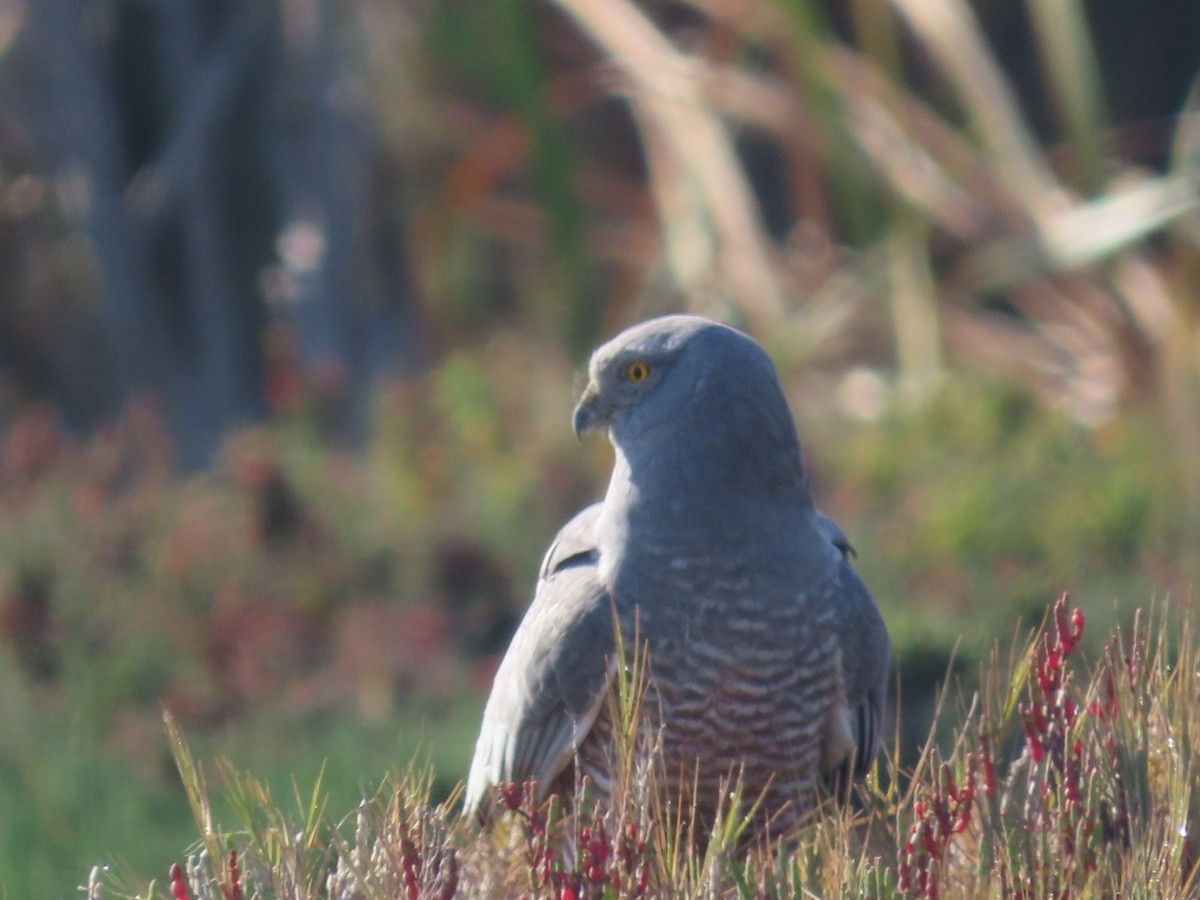 Cinereous Harrier - ML485270801