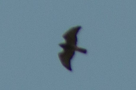 Broad-winged Hawk - ML485271221