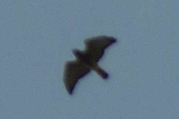 Broad-winged Hawk - ML485271291