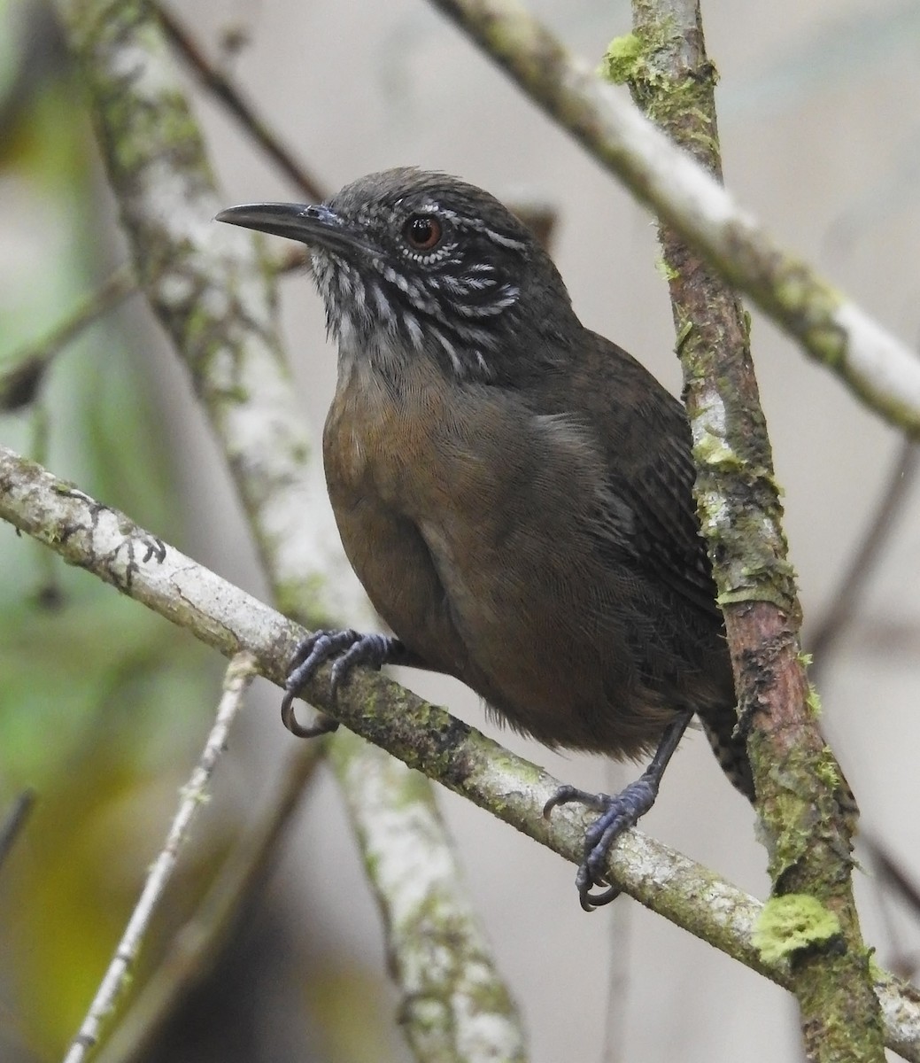 Stripe-throated Wren - ML485271621