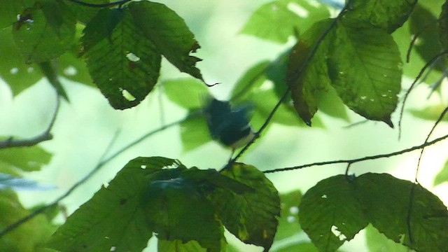 Black-throated Blue Warbler - ML485272341