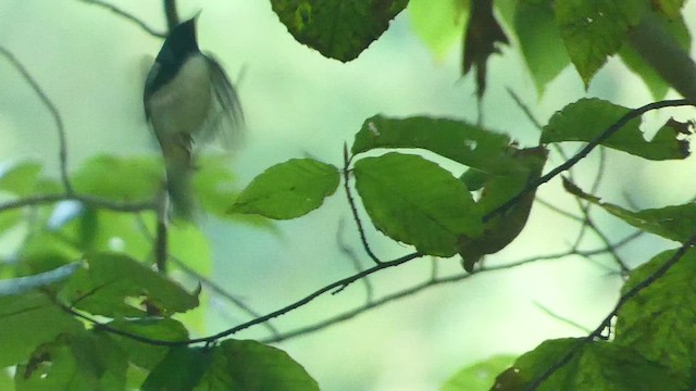 Black-throated Blue Warbler - ML485272411