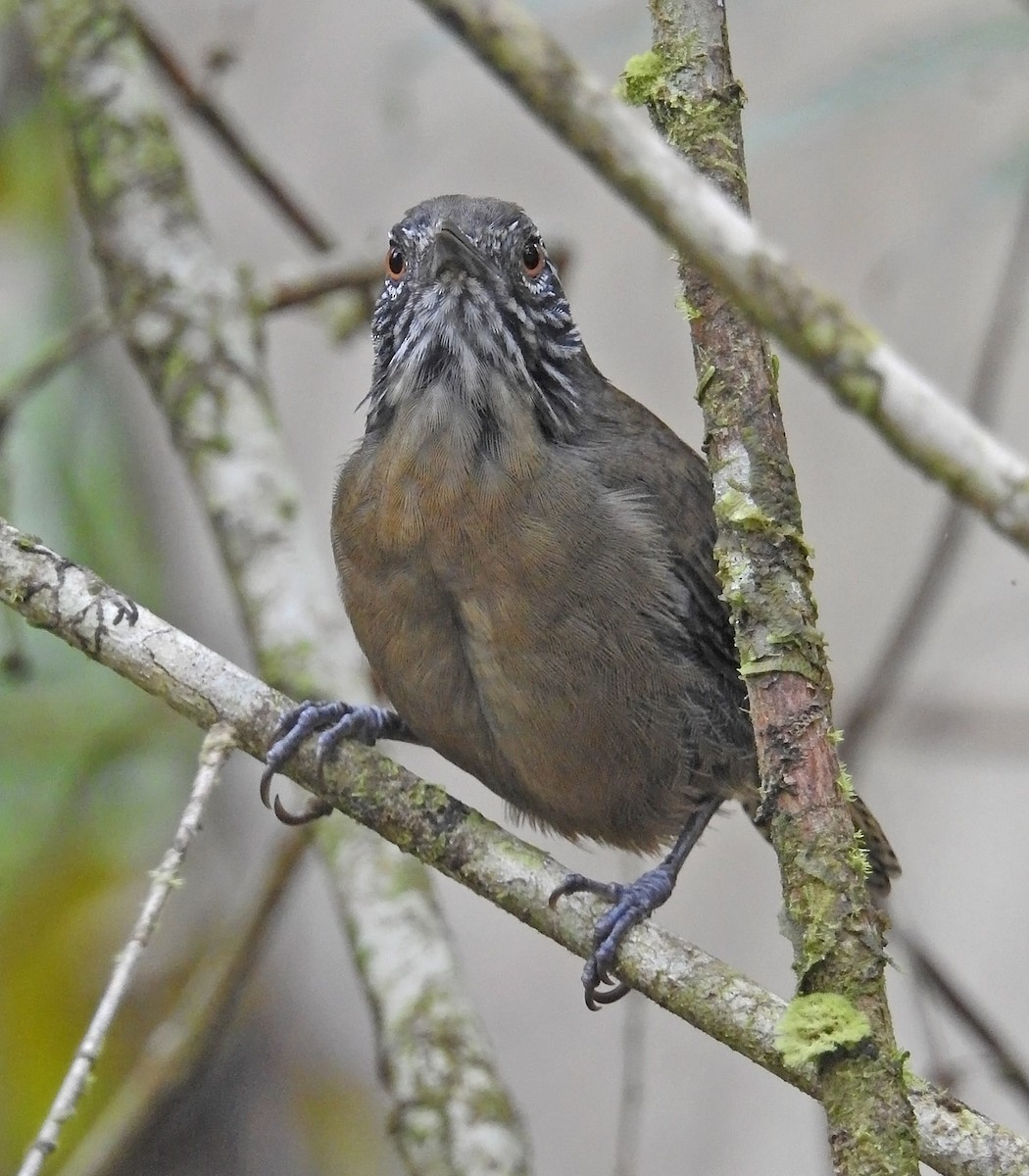 Cucarachero Gorjirrayado - ML485273541