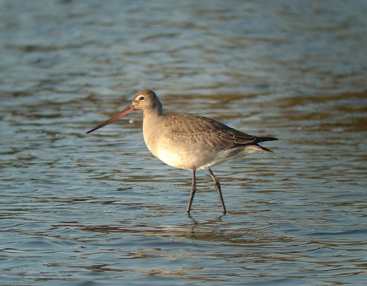 Hudsonian Godwit - ML485274331
