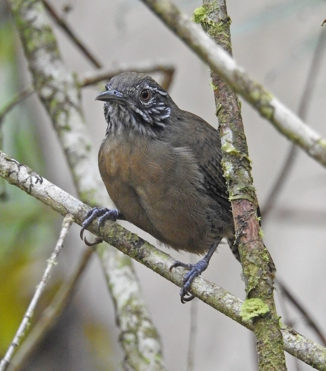 Cucarachero Gorjirrayado - ML485274641