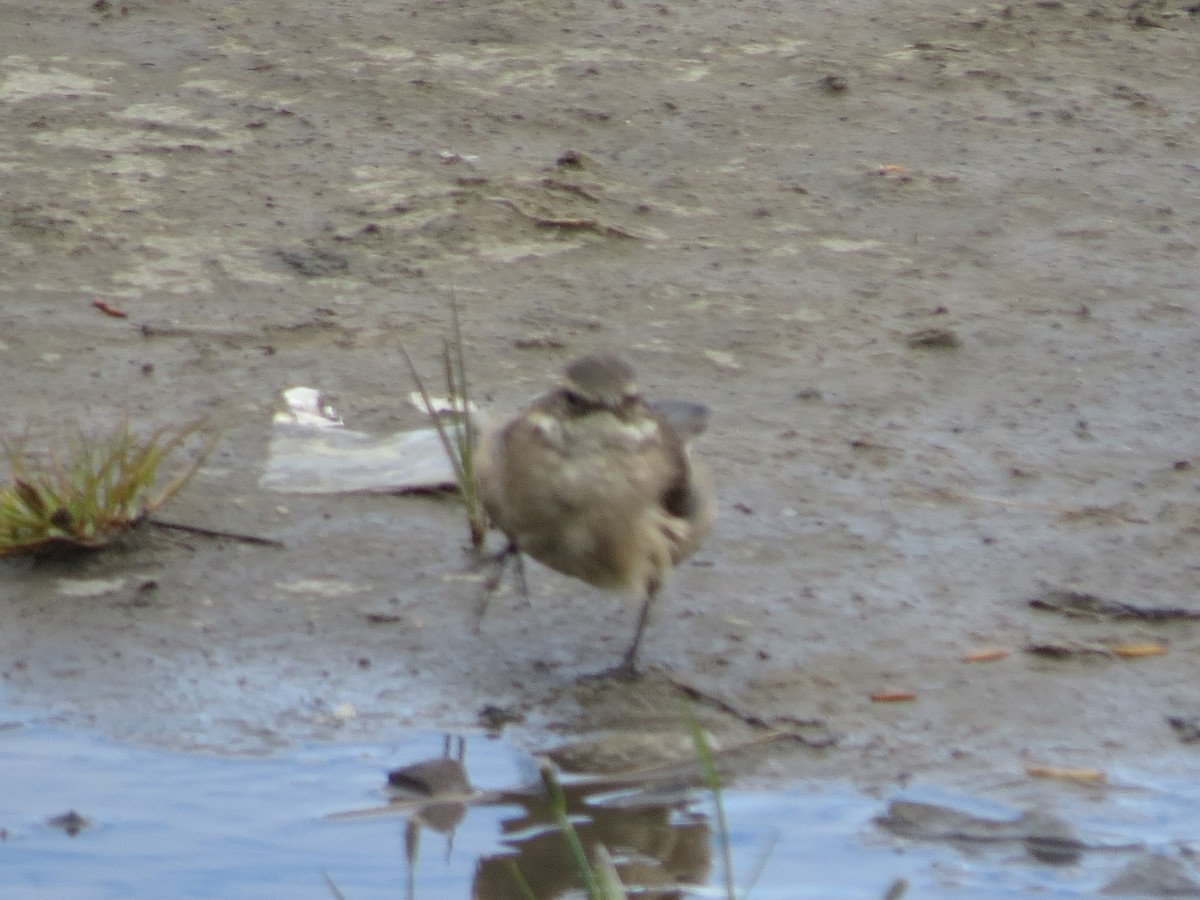 Buff-winged Cinclodes - ML48527481