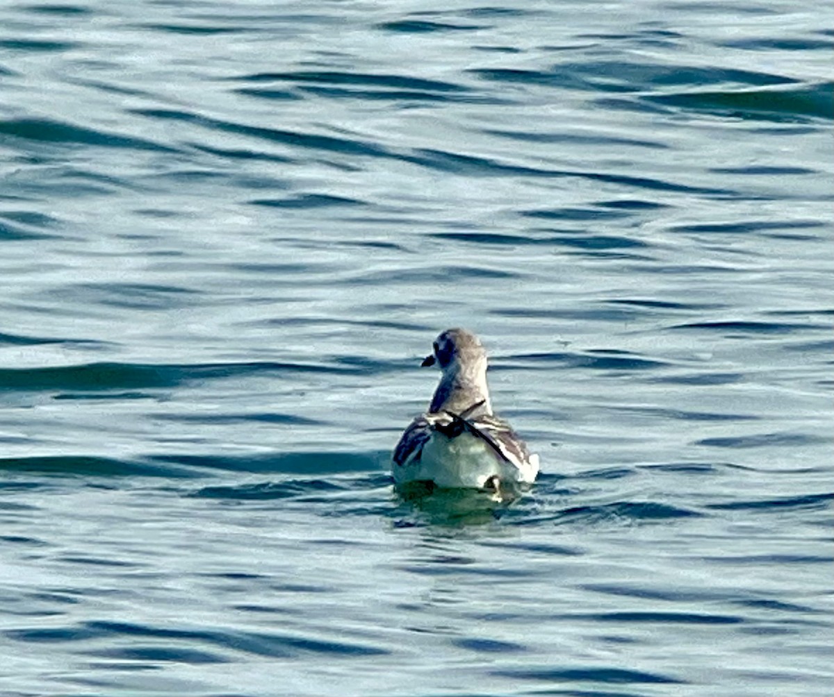 Mouette de Sabine - ML485275721