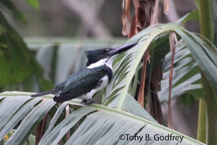 Amazon Kingfisher - Tony Godfrey