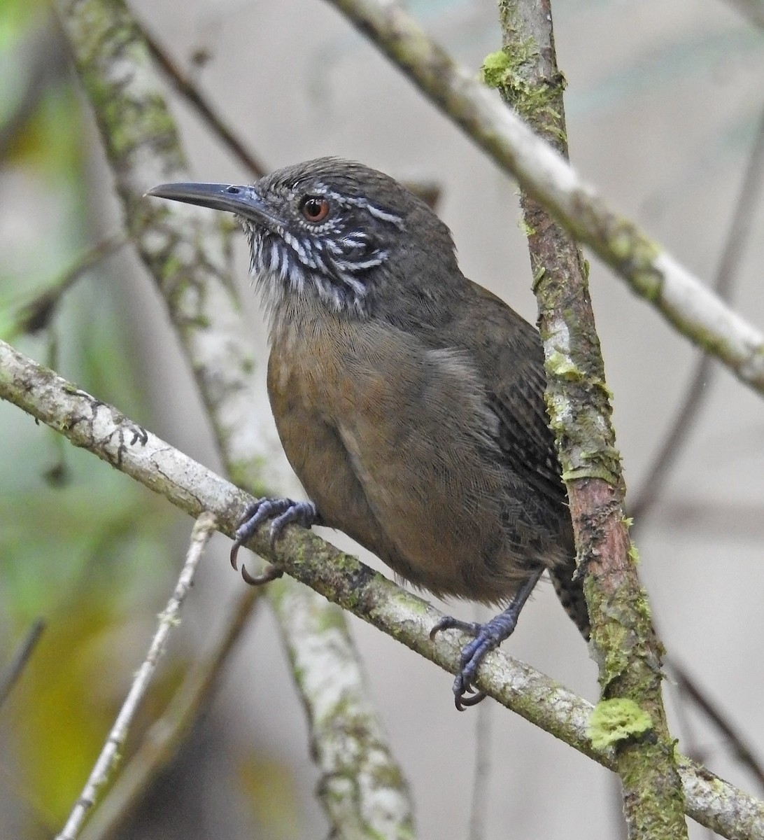 Stripe-throated Wren - Trevor Ellery