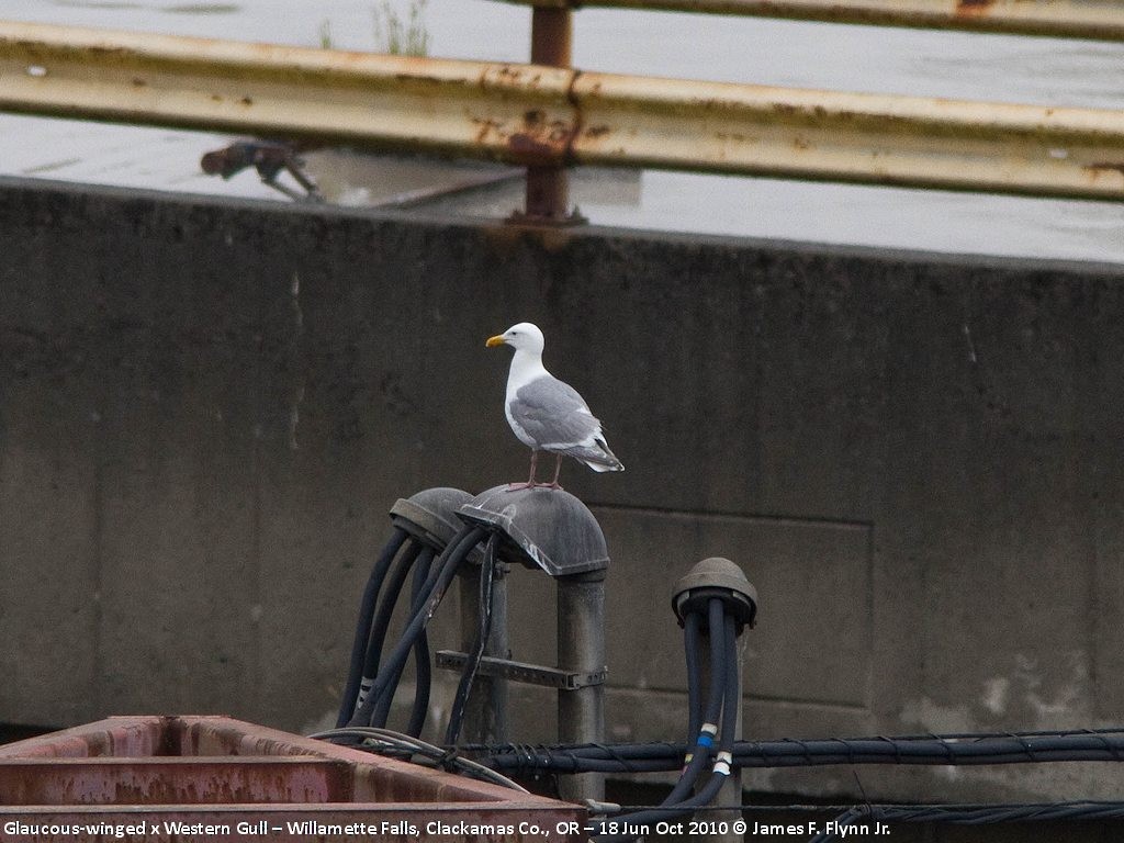 Western x Glaucous-winged Gull (hybrid) - James Flynn