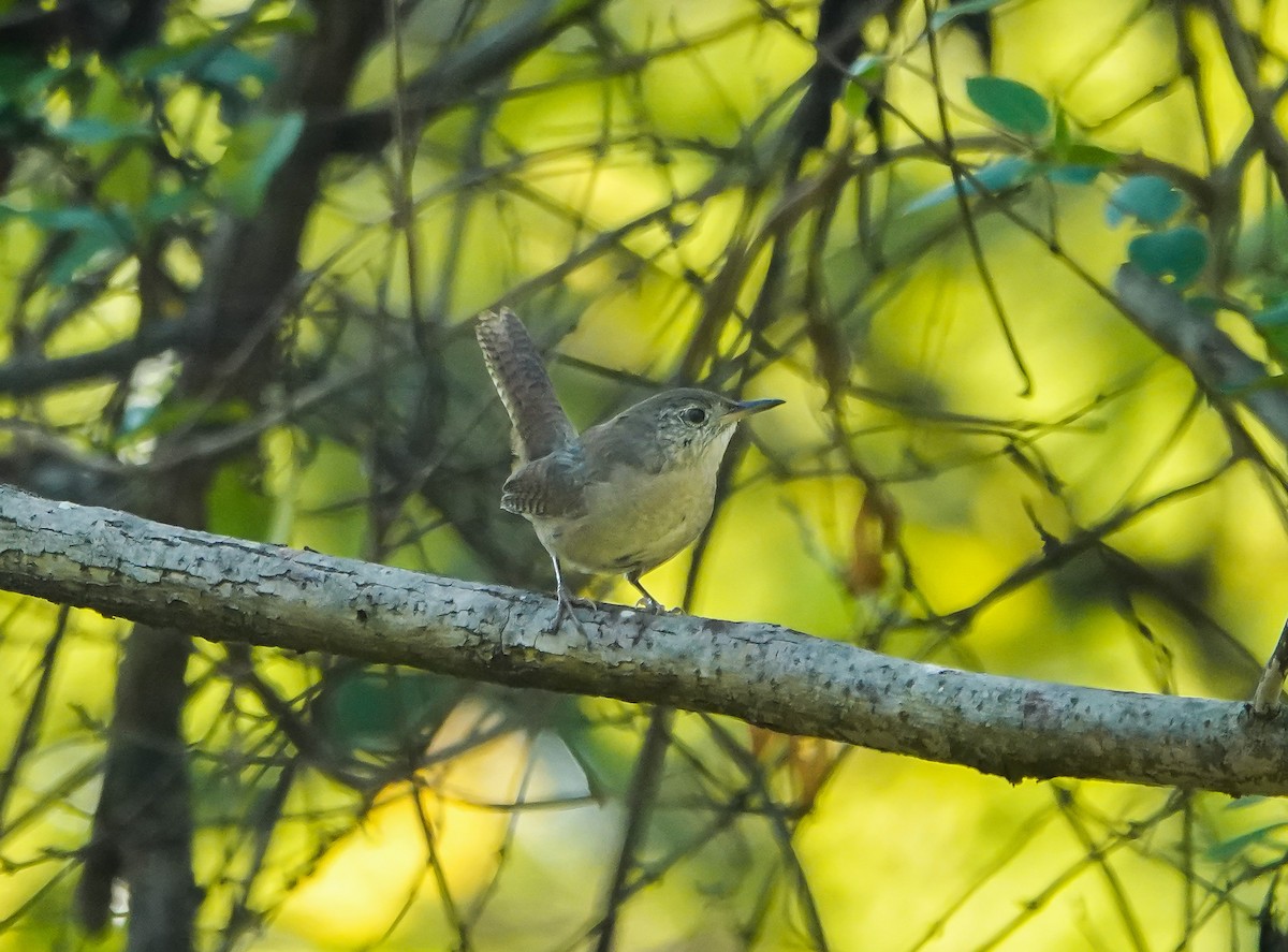 Northern House Wren - ML485276411