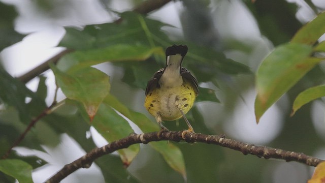 Magnolia Warbler - ML485276551