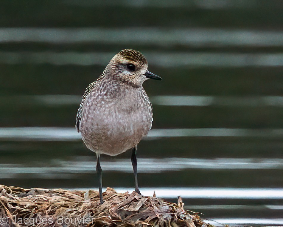 American Golden-Plover - Jacques Bouvier