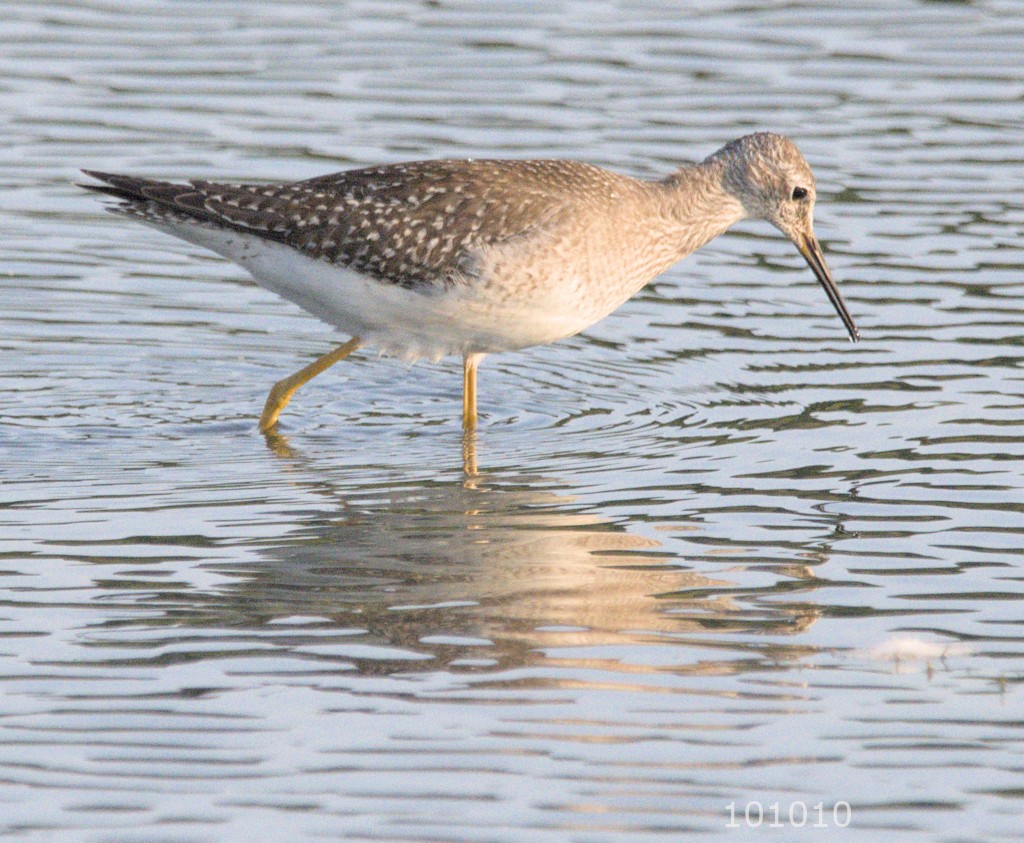 Greater Yellowlegs - ML485277371