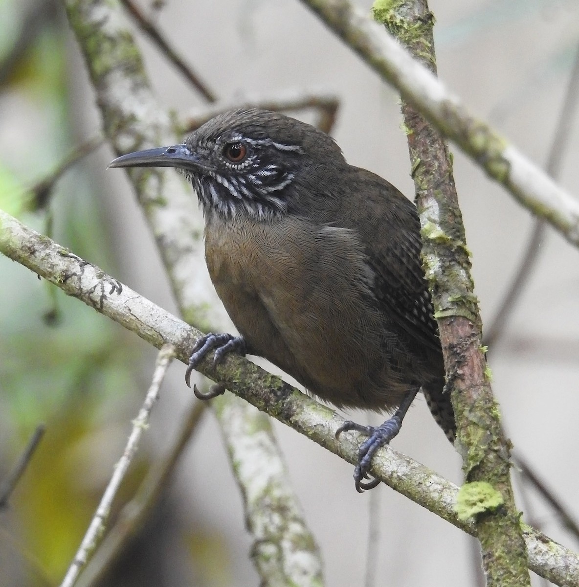 Stripe-throated Wren - ML485277431