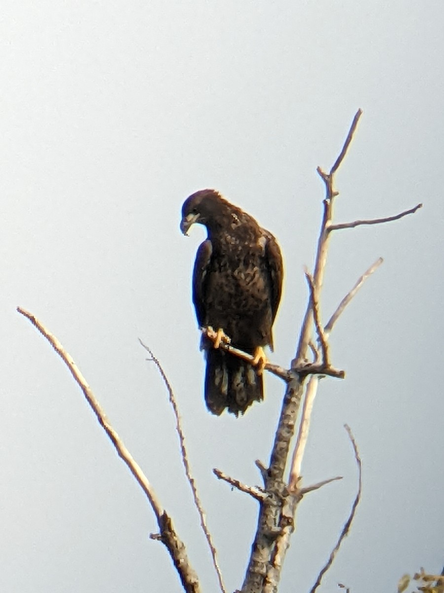 Golden Eagle - ML485279831