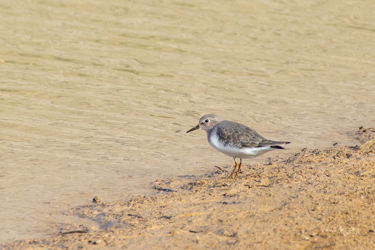 Temminckstrandläufer - ML485279981