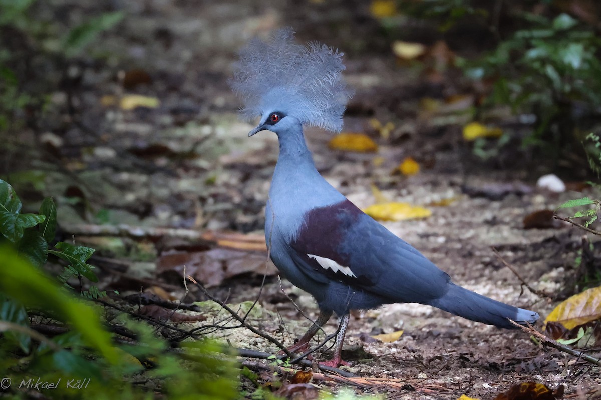 Western Crowned-Pigeon - ML485280671