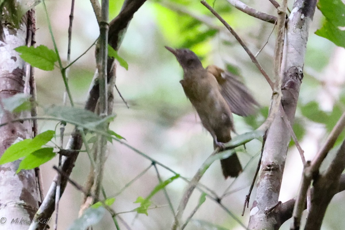 Waigeo Shrikethrush - Mikael Käll