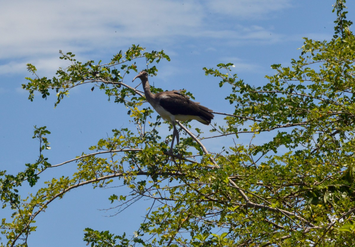 ibis bílý - ML485282881