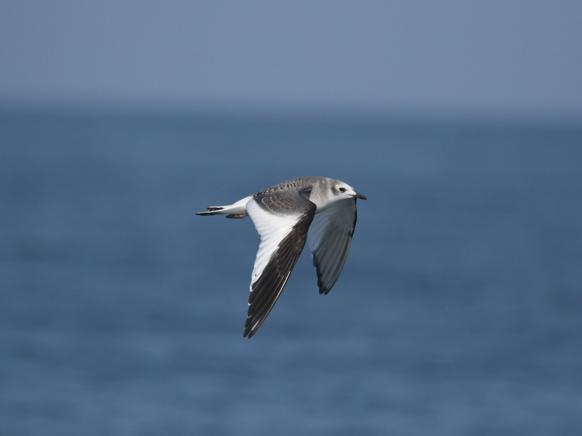 Mouette de Sabine - ML485283091