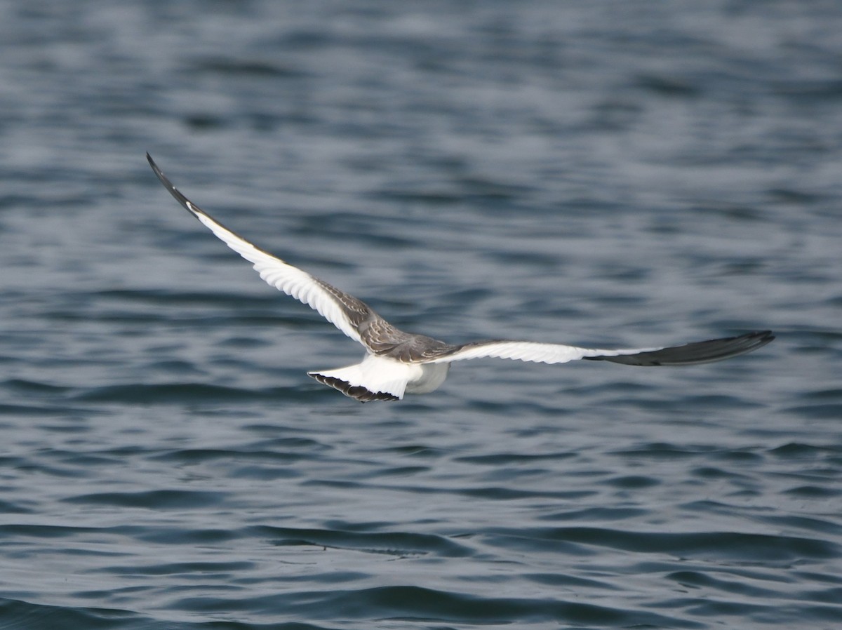 Mouette de Sabine - ML485283101