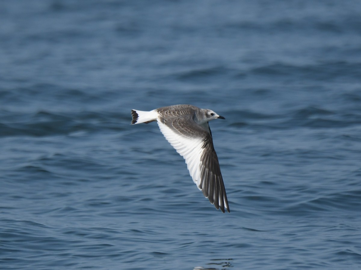 Mouette de Sabine - ML485283111