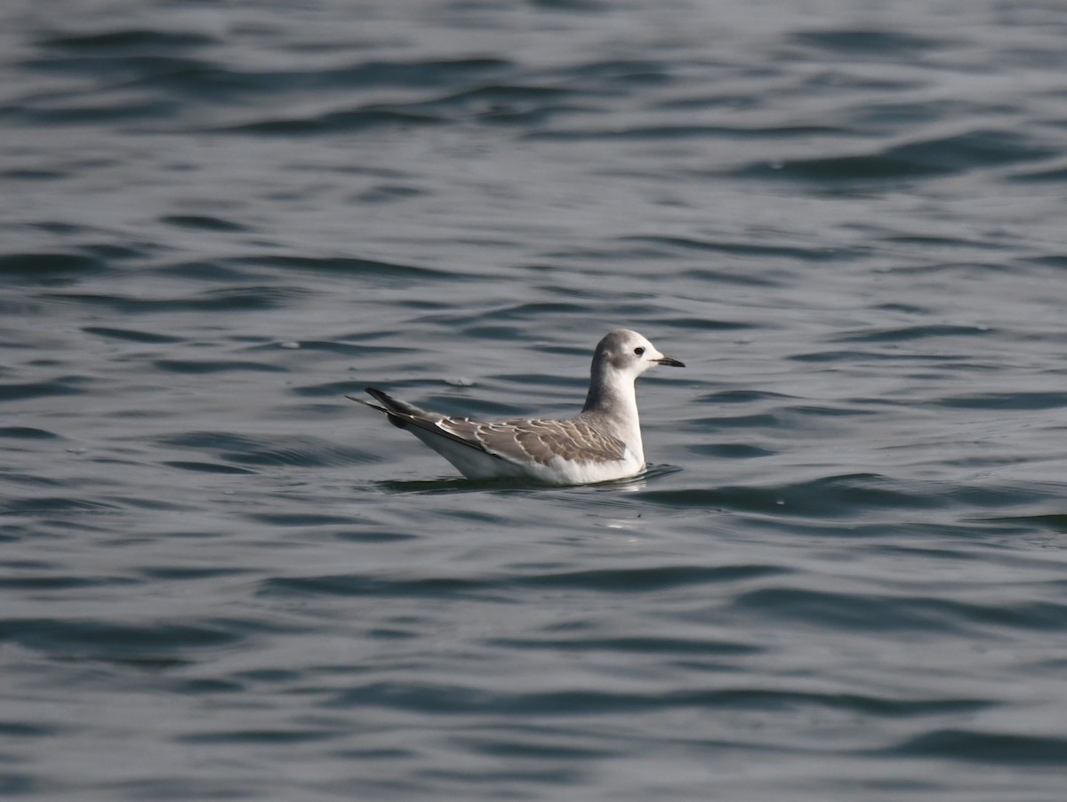 Mouette de Sabine - ML485283121