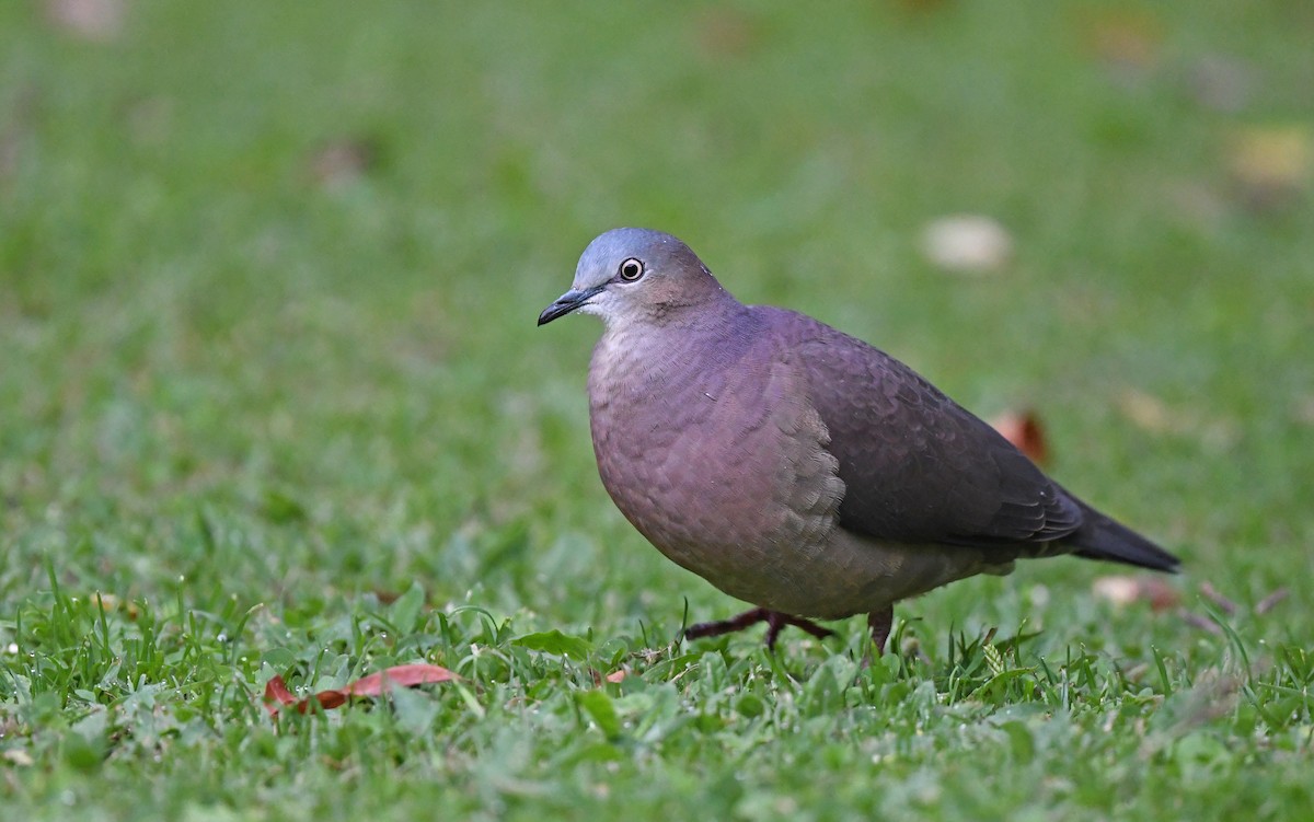 Tolima Dove - ML485283371