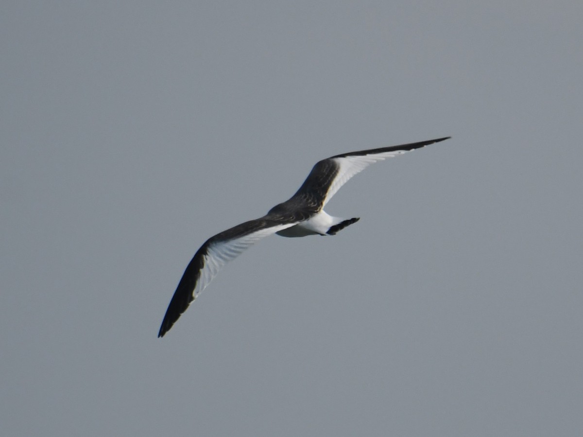 Mouette de Sabine - ML485283461
