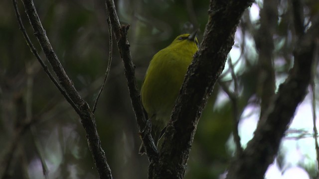 Kauai-Amakihikleidervogel - ML485285
