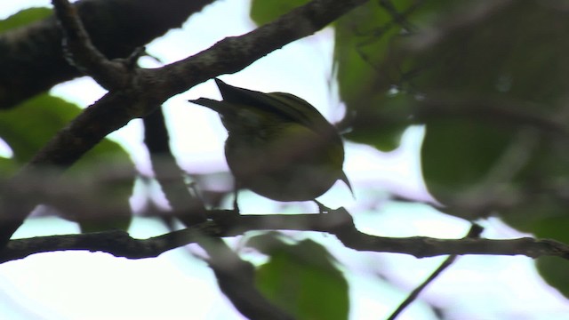 Kauai-Amakihikleidervogel - ML485286