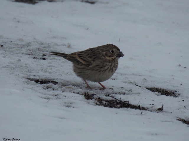 Vesper Sparrow - ML48528691