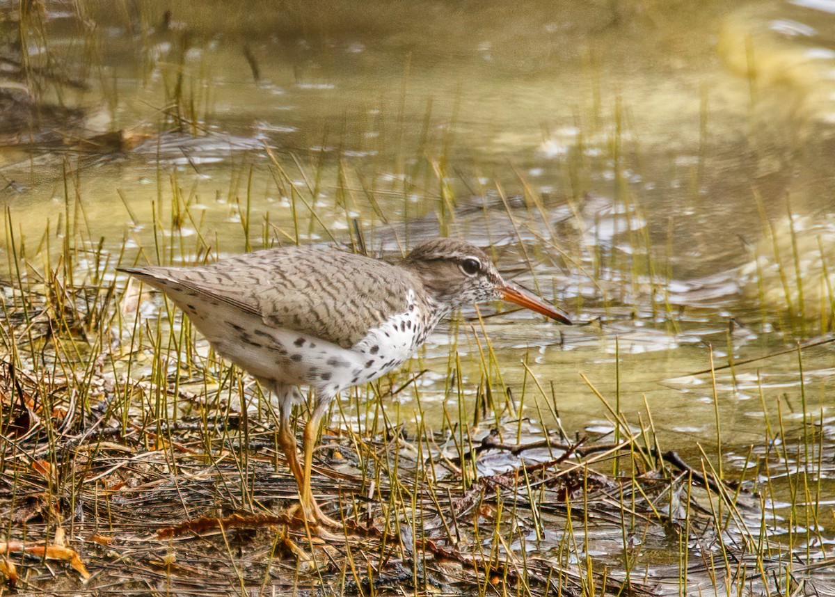 Spotted Sandpiper - ML485287121