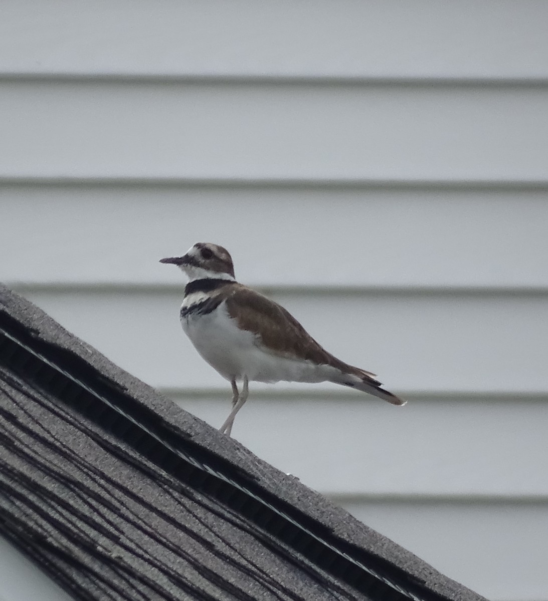 Killdeer - ML485287881