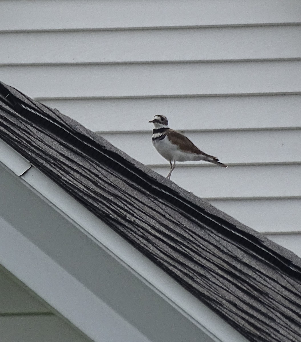 Killdeer - ML485287891