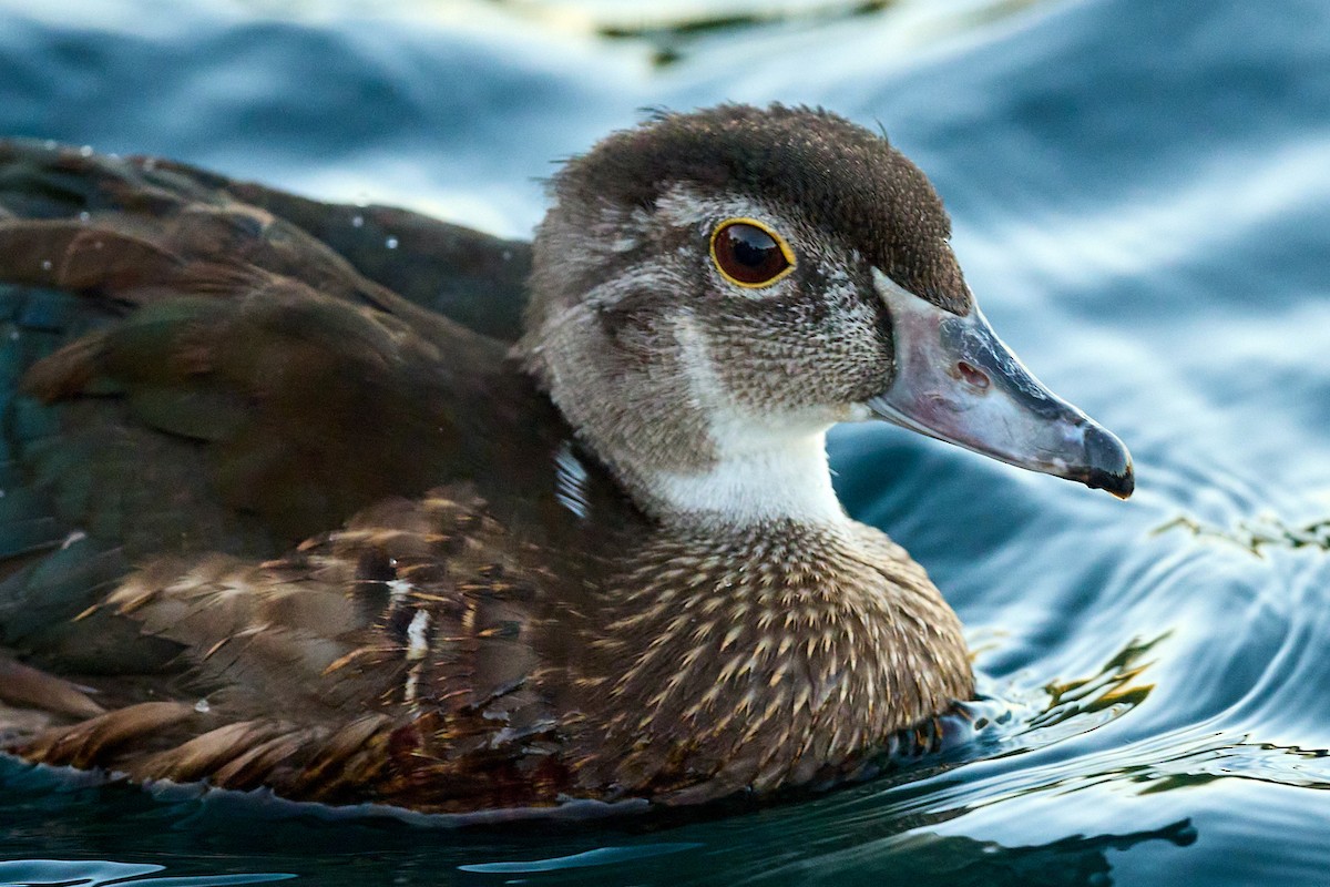 Wood Duck - ML485288591