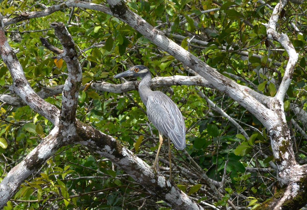 Yellow-crowned Night Heron - ML485288751